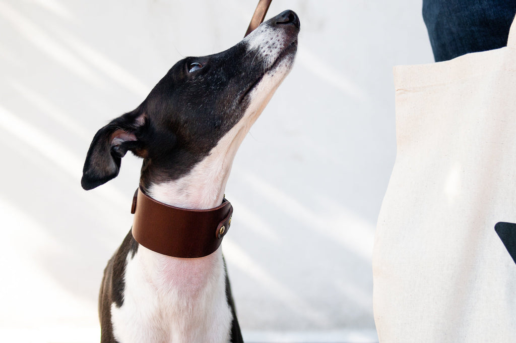 Leather Collar for Sighthounds