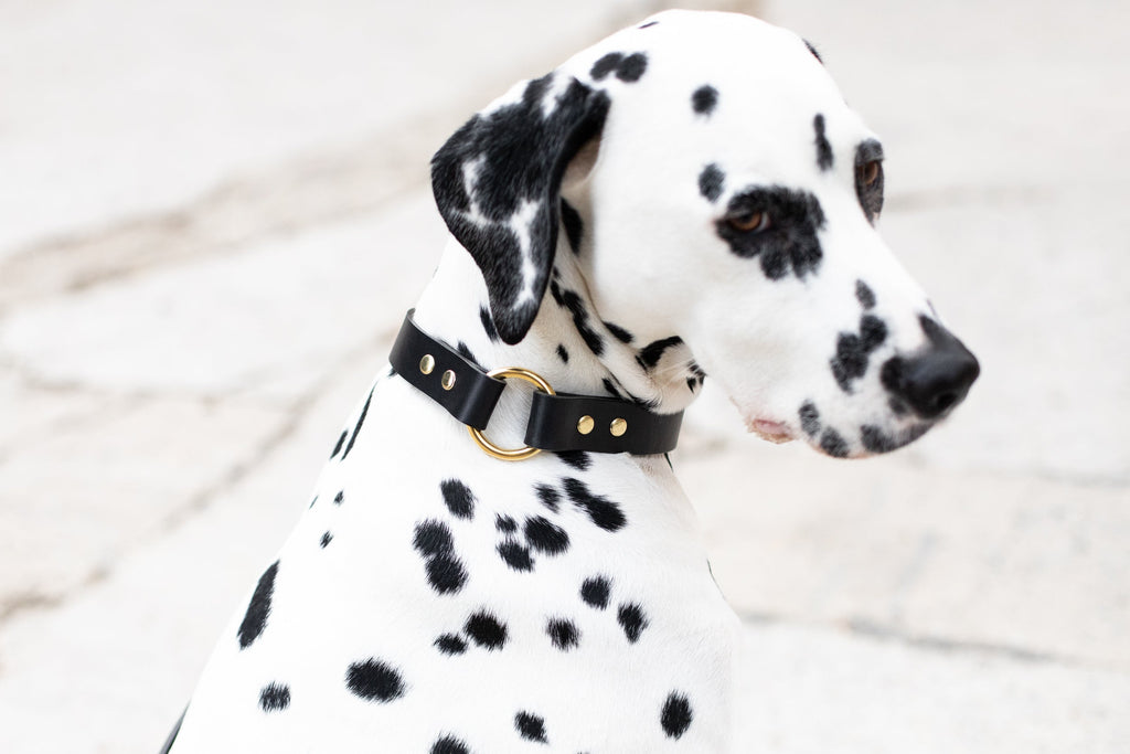 O Ring Leather Collar