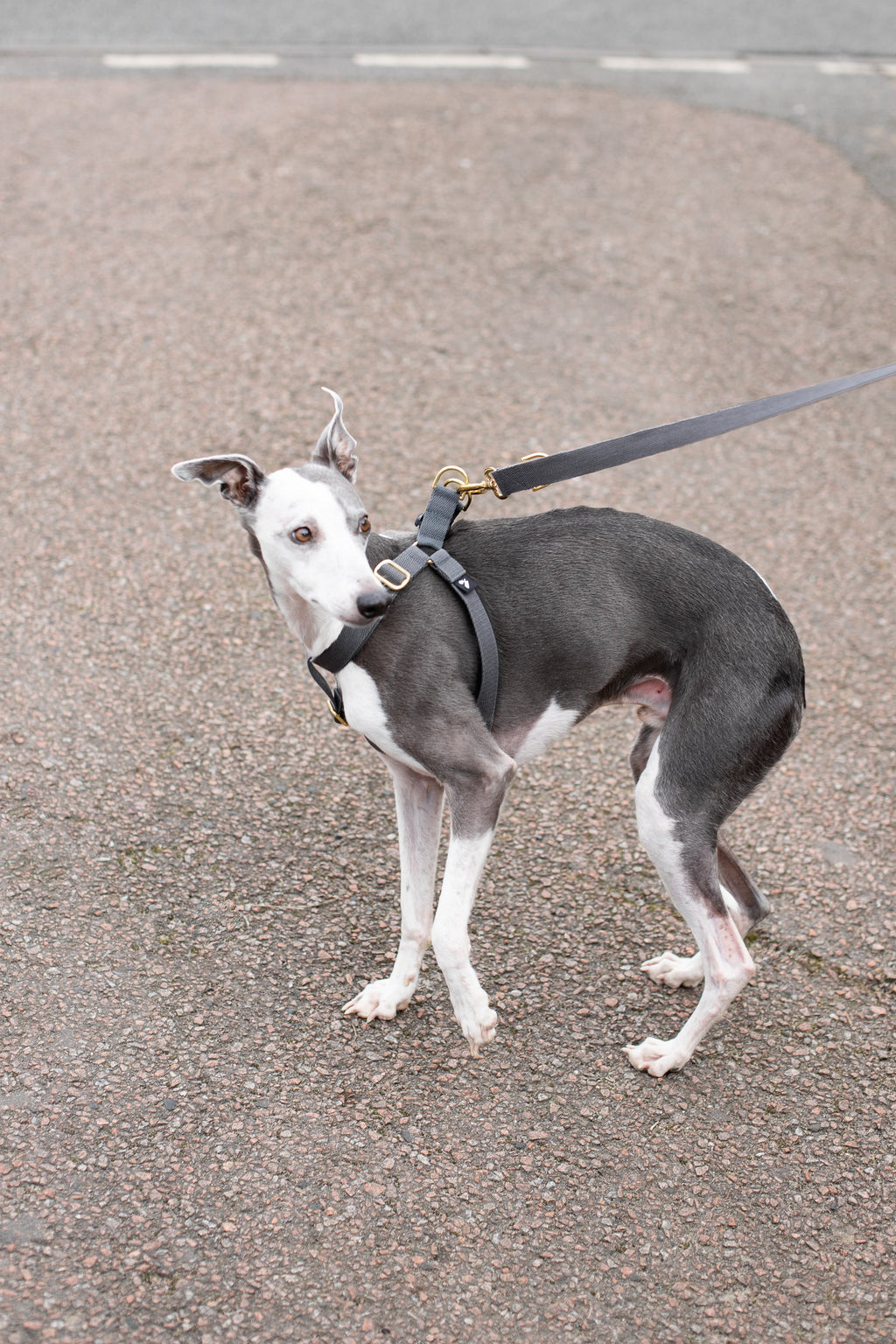 Cotton Step In Dog Harness