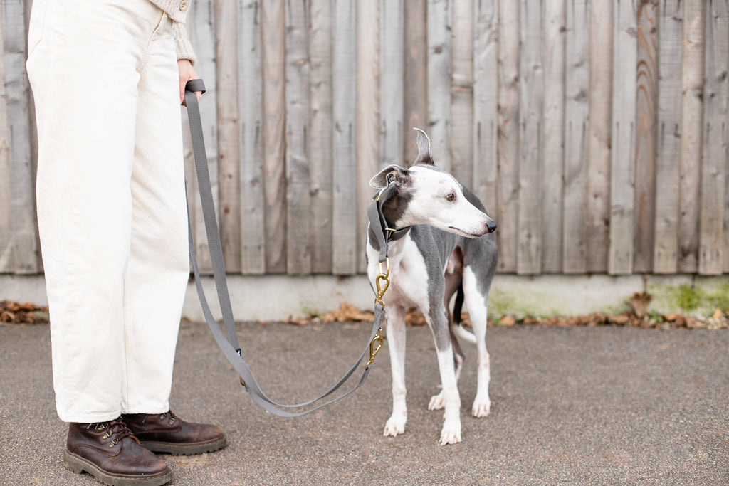 Cotton Martingale Collar for Dogs