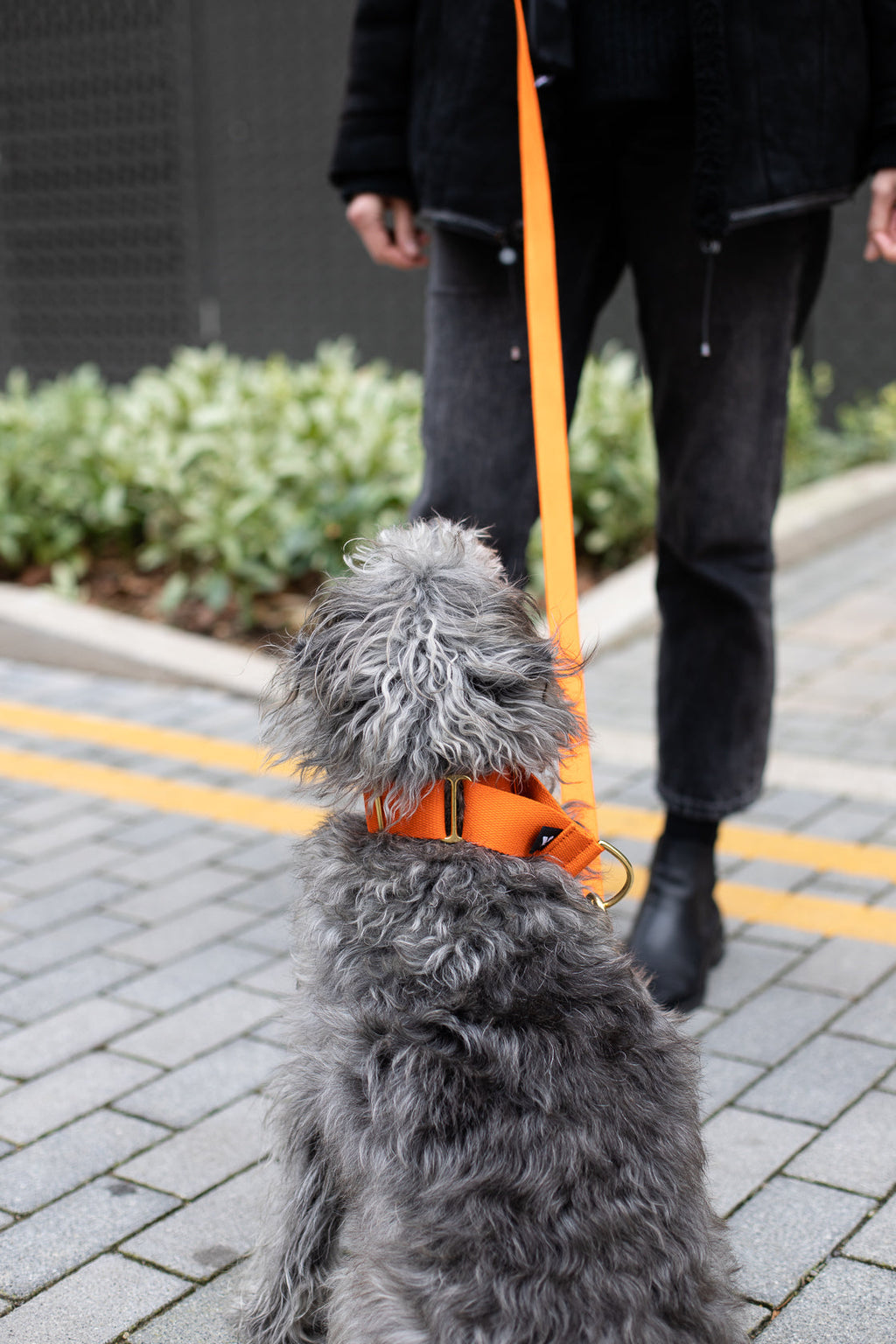 Cotton Martingale Collar for Dogs