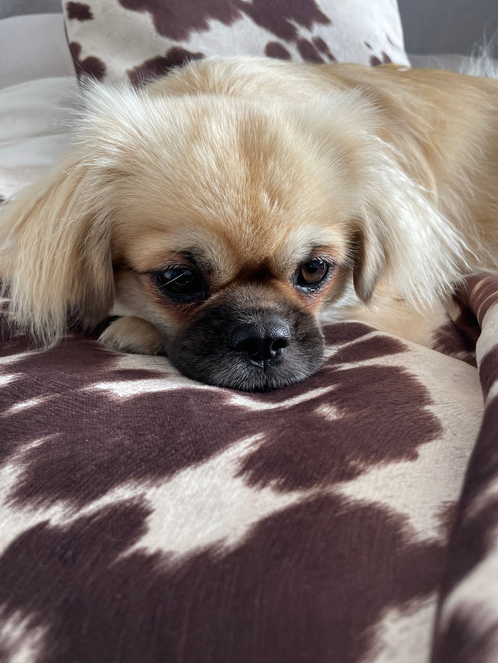 Luxury Faux Cow Hide Pet Bed with Removable Washable Cover