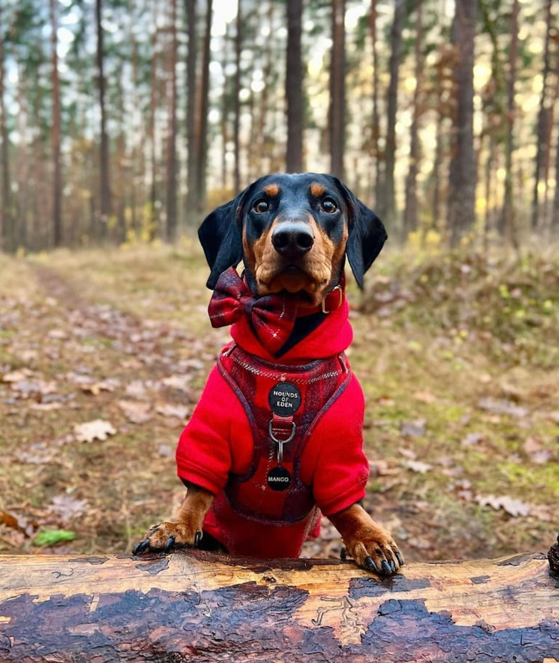 Dog Hoodie - Sky Blue