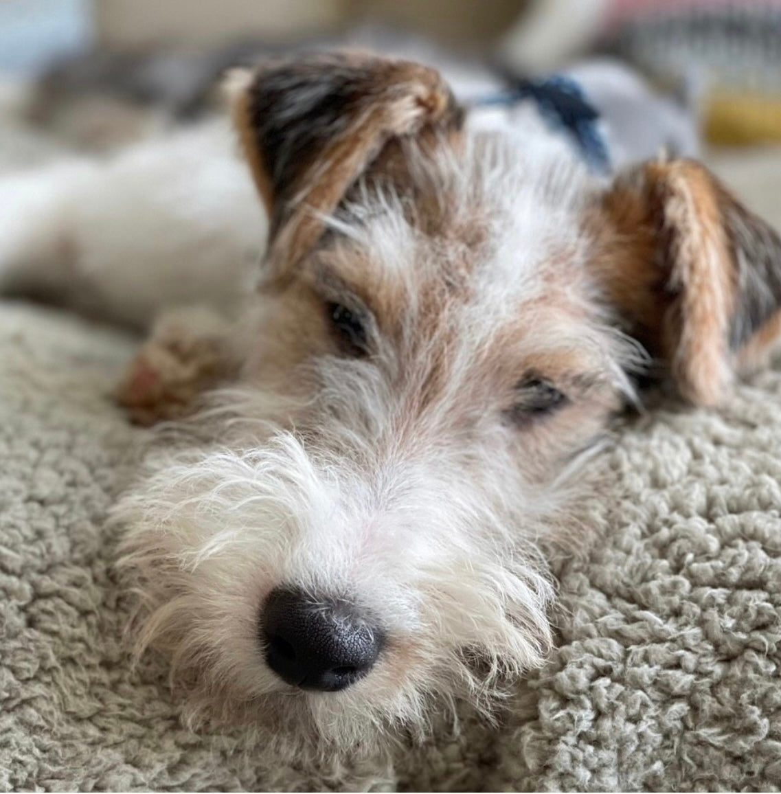 Super Soft Sherpa Fleece Dog Blanket