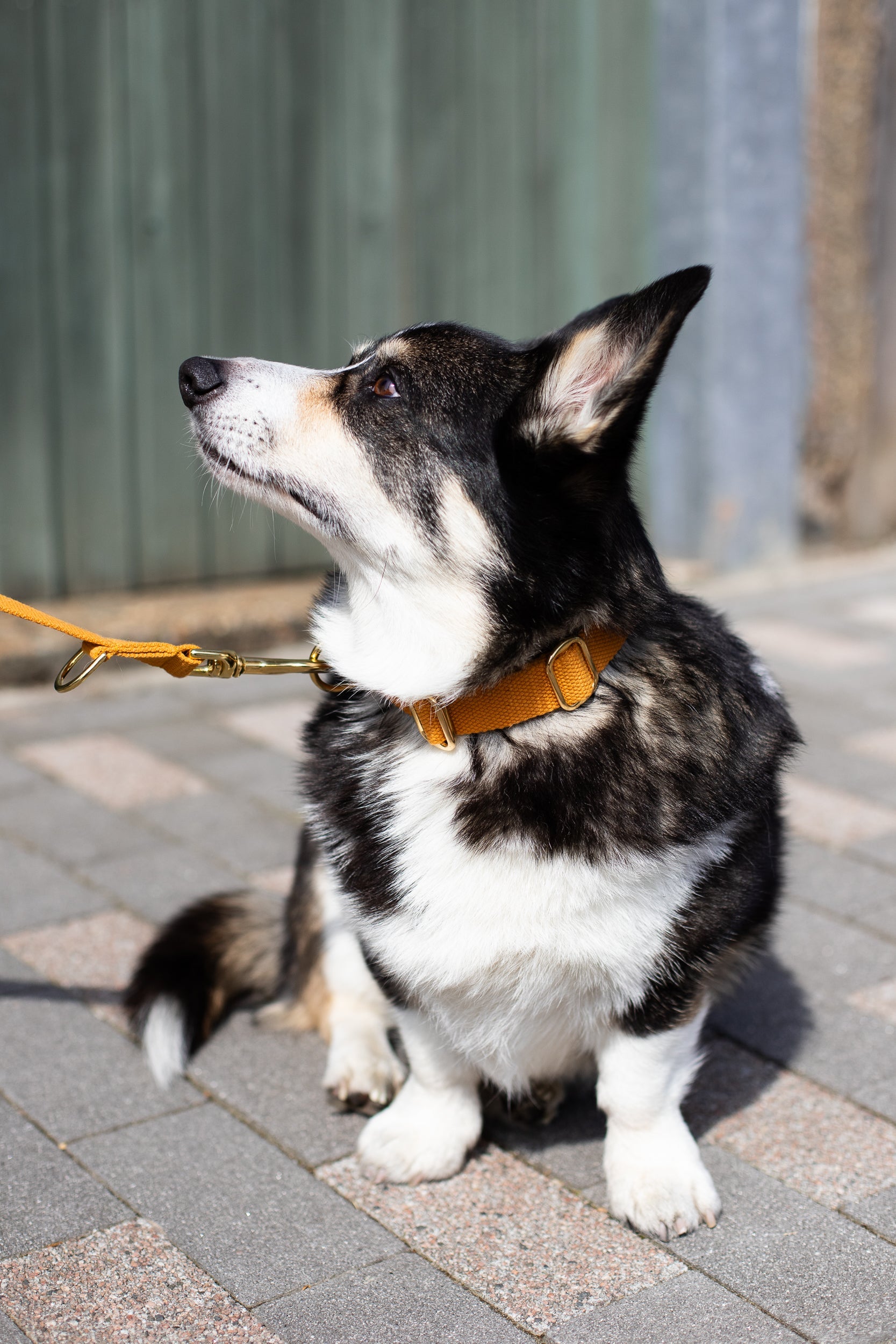 Soft Cotton Dog Collar
