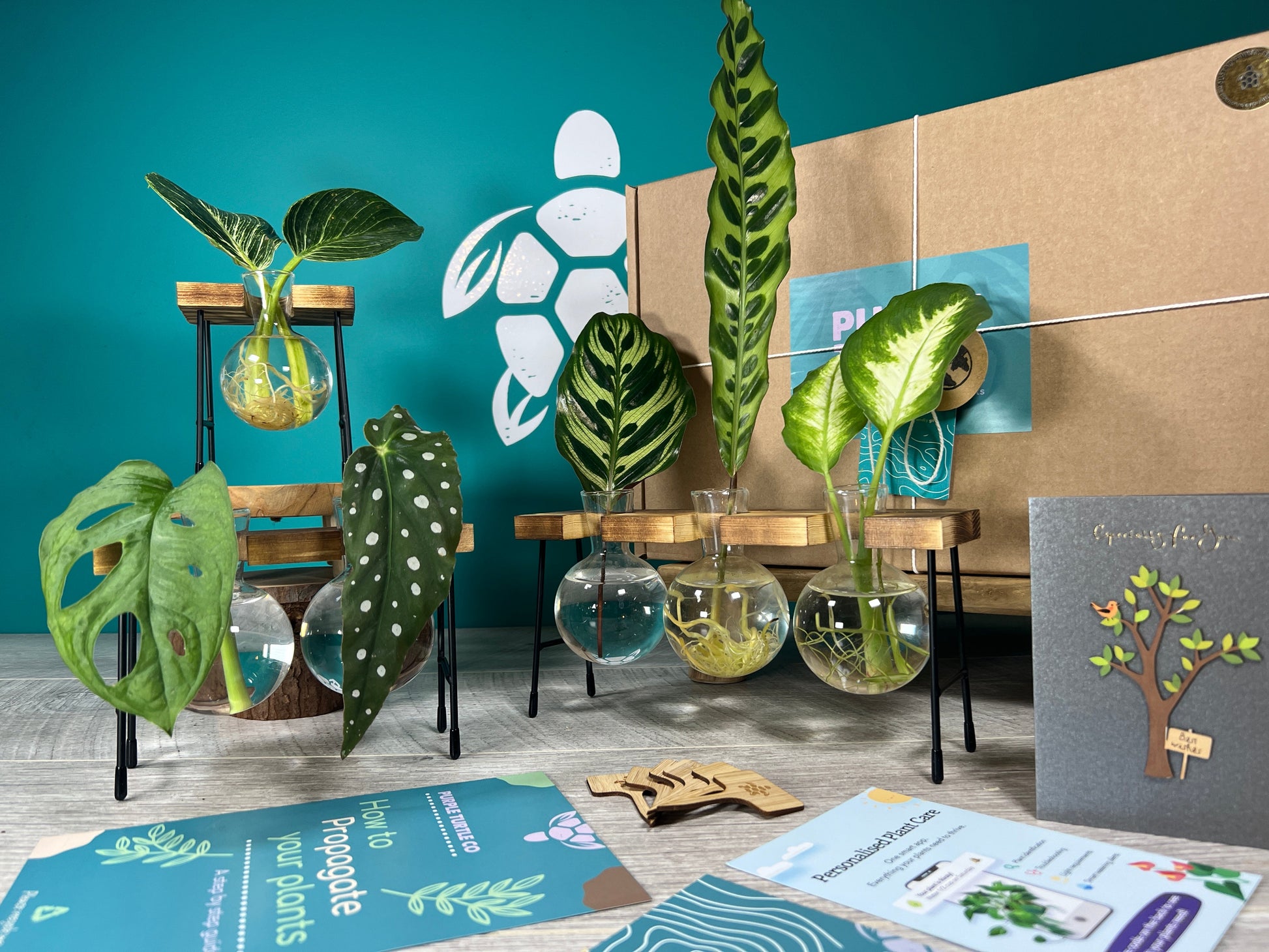 Plant Propagation Gift Set #3