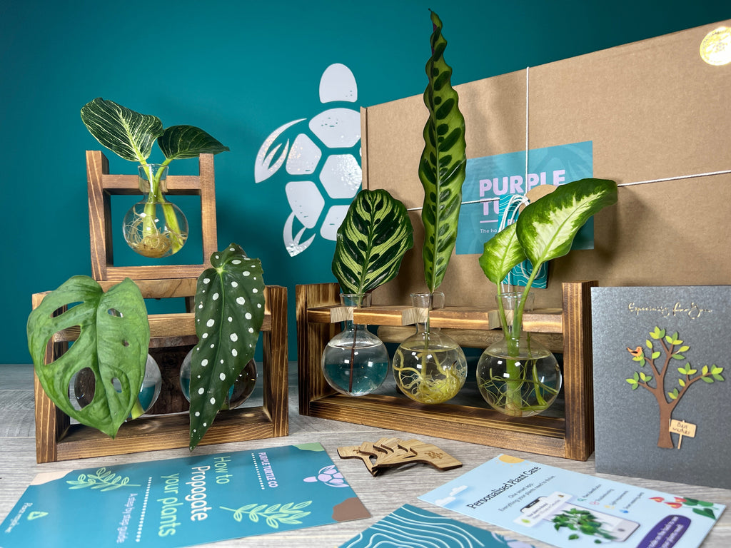 Plant Propagation Gift Set #5