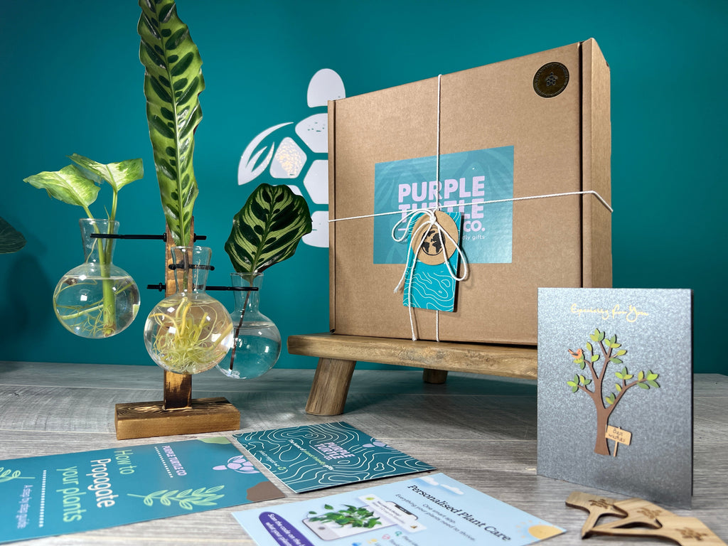 Plant Propagation Gift Set #1