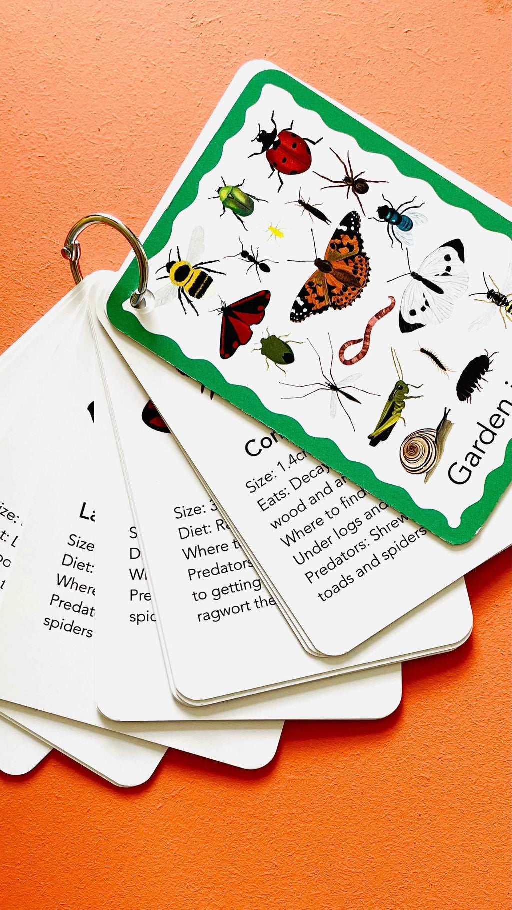 Nature flashcards - Garden Bugs Illustrated Identification Cards