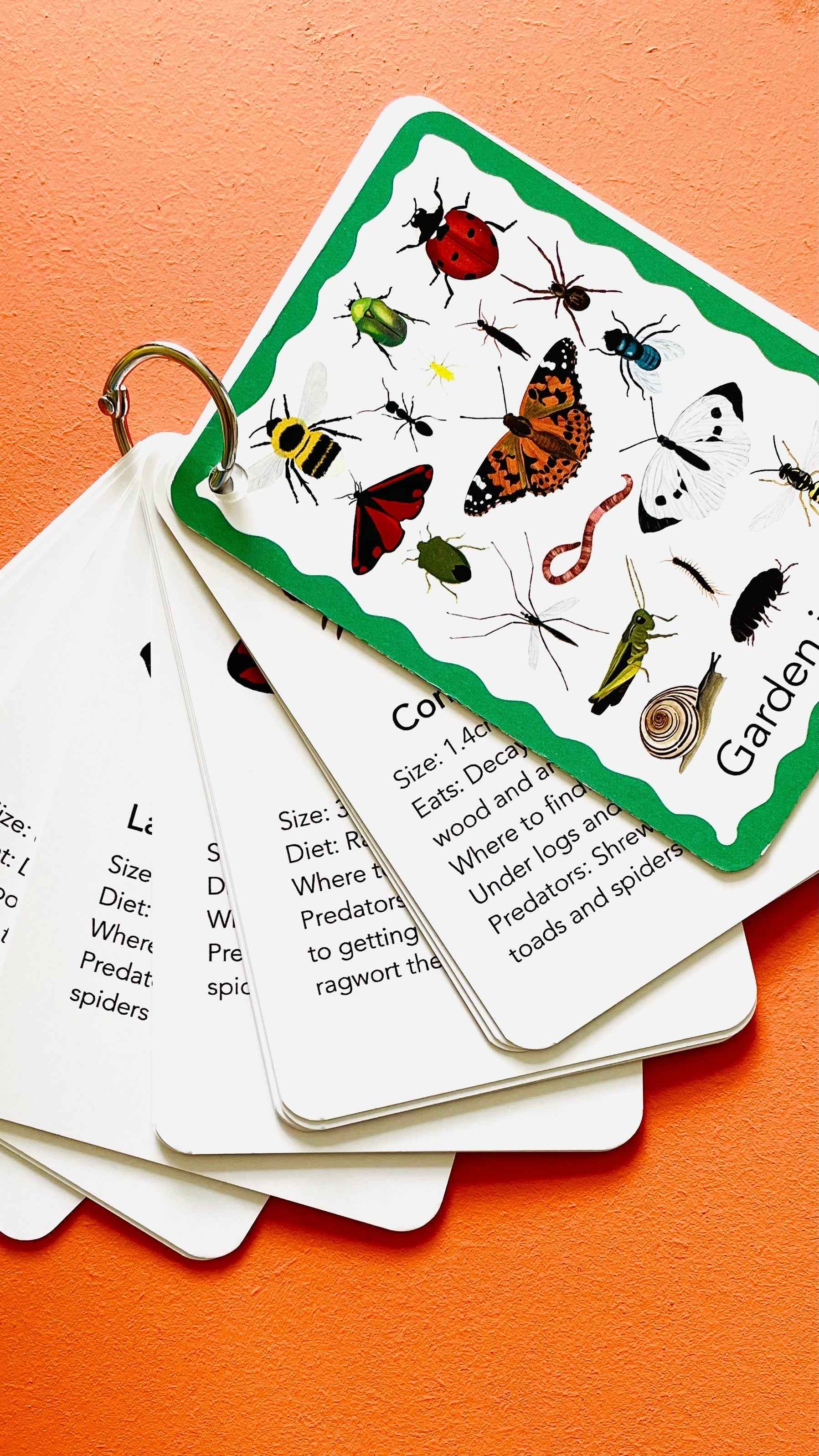 Nature flashcards - Garden Bugs Illustrated Identification Cards