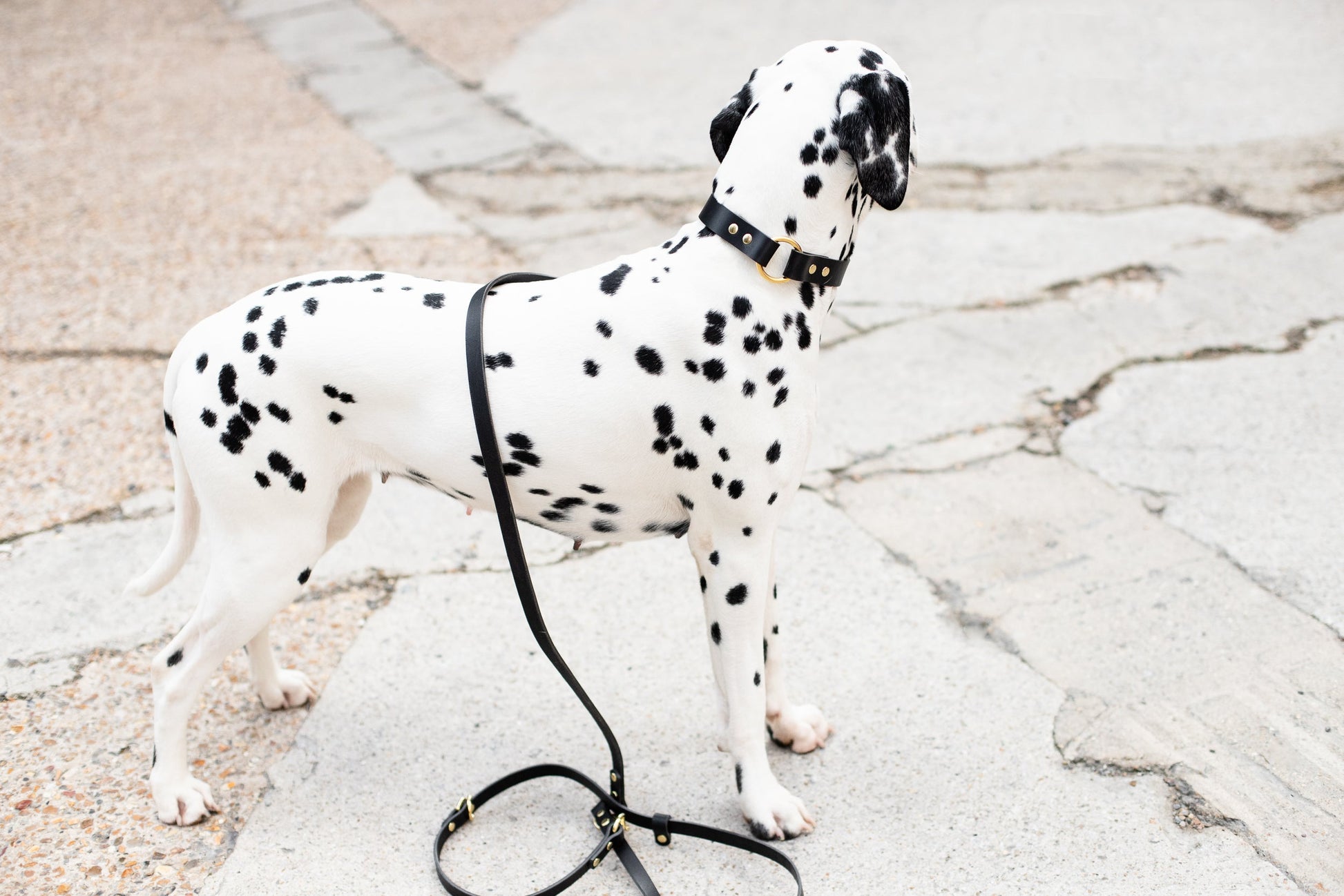 O Ring Leather Collar