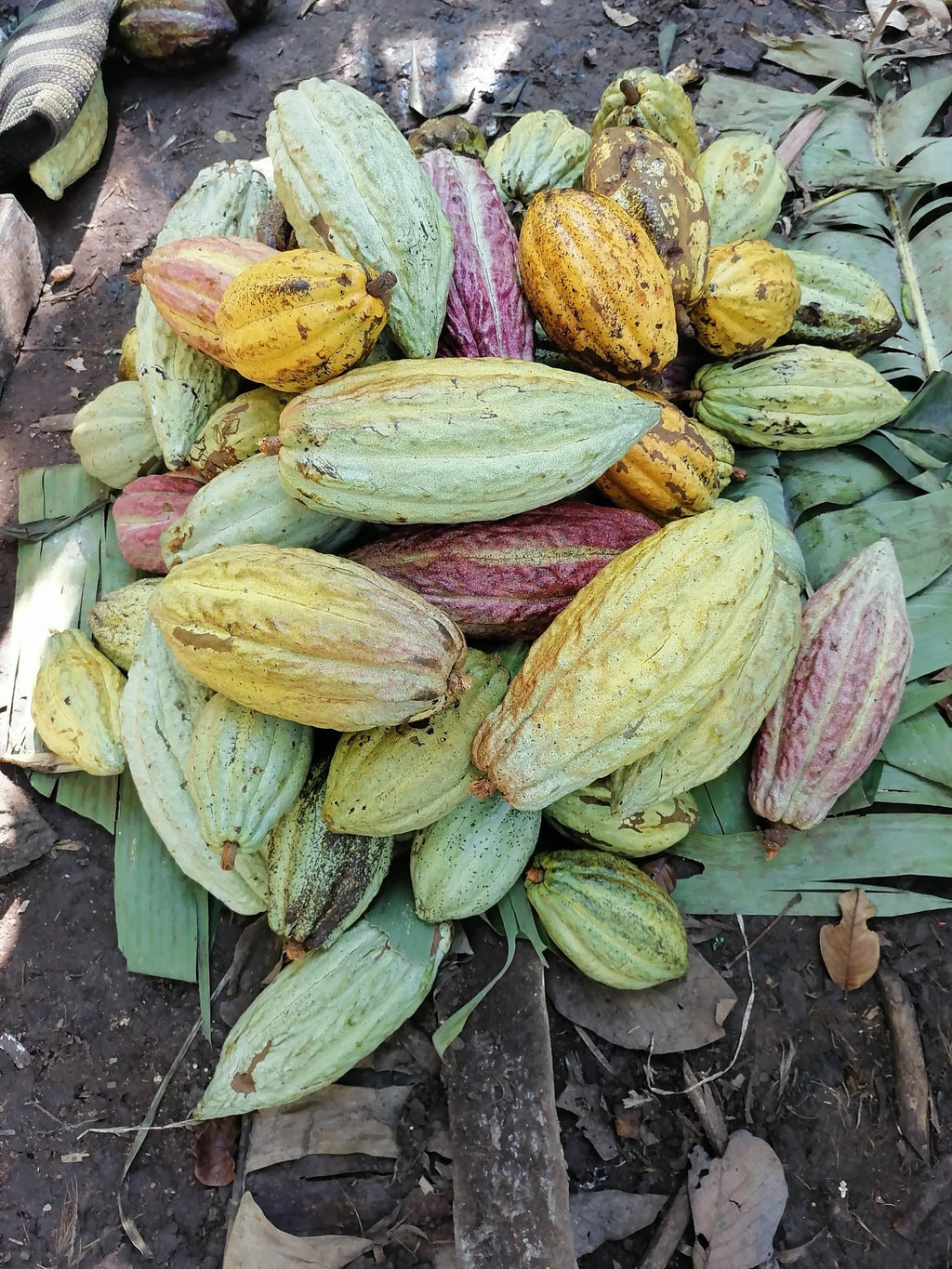 Mexican Ceremonial Cacao