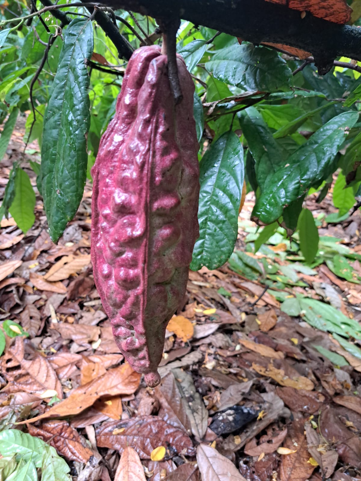 Mexican Ceremonial Cacao