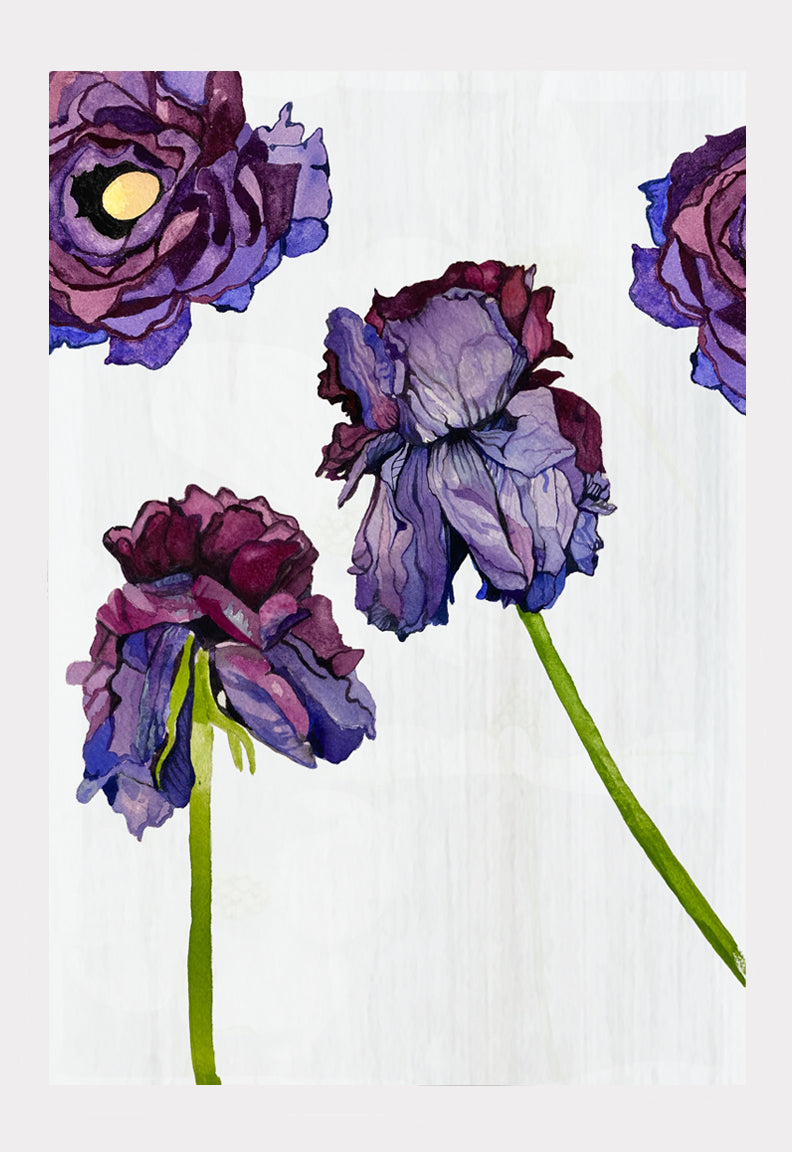 Withering Ranunculus Art Print on White