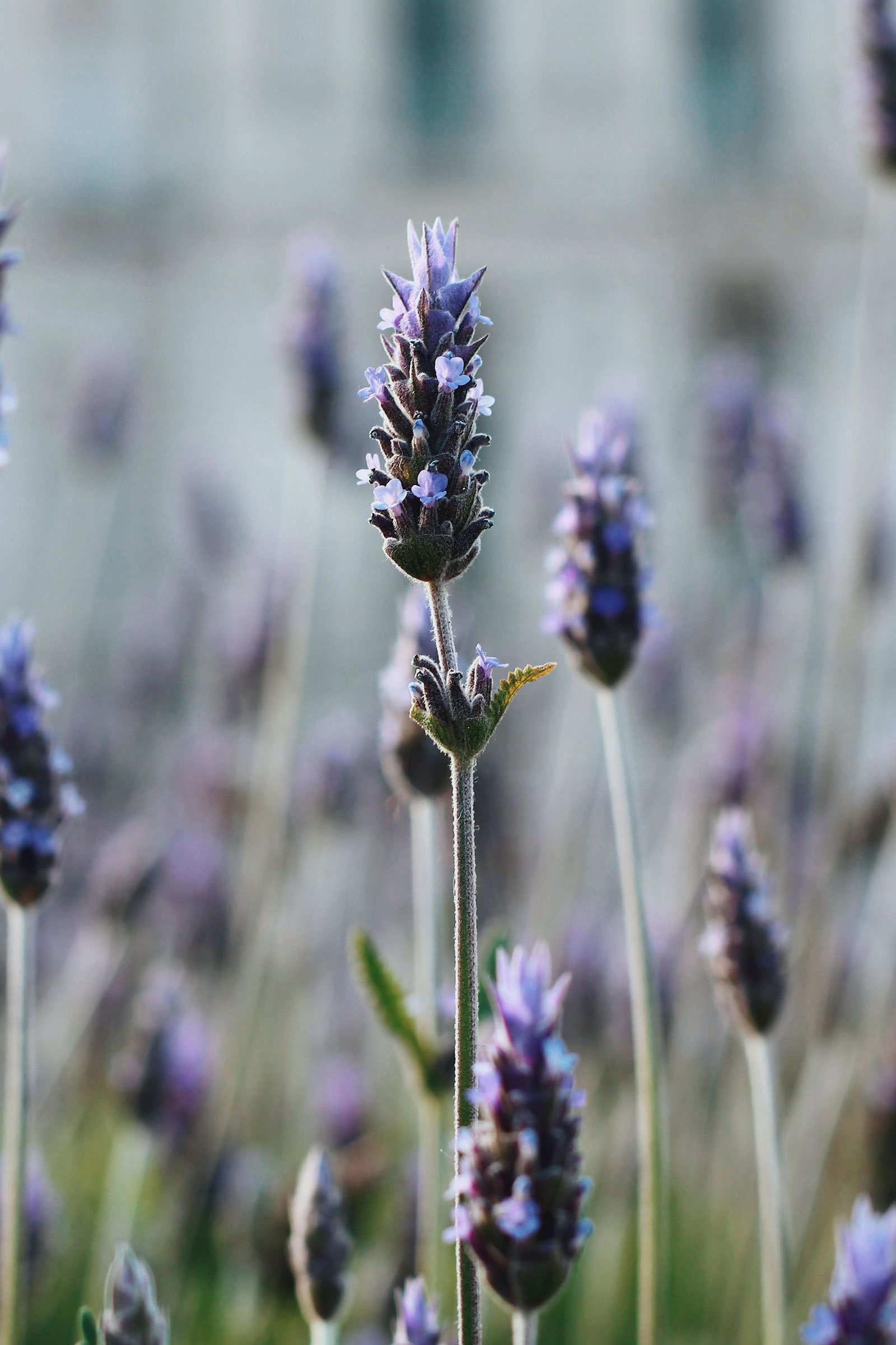Lavender Organic Essential Oils UK