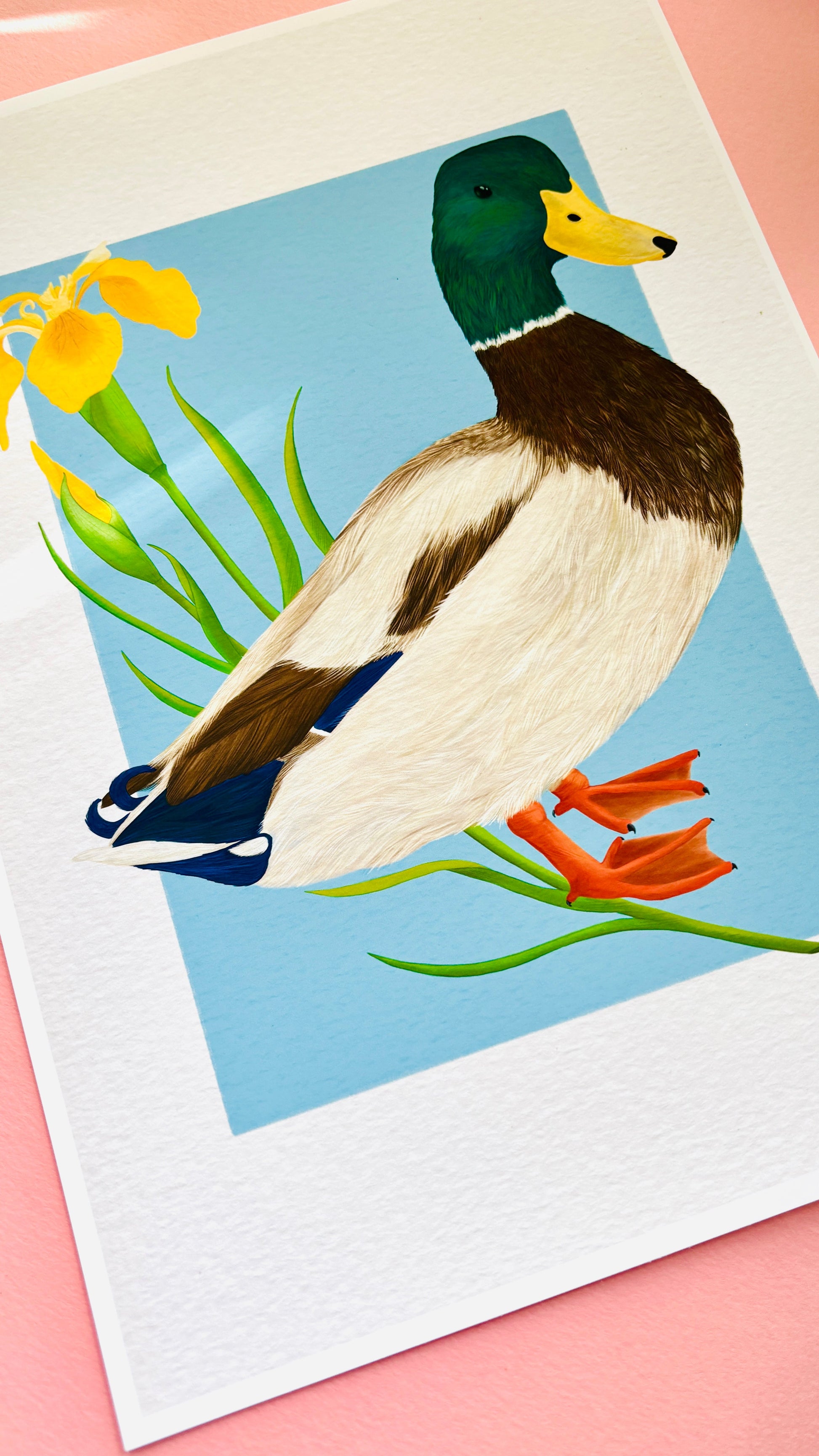 Mallard Duck Art Print- British Wildlife Illustration for Nature Lovers