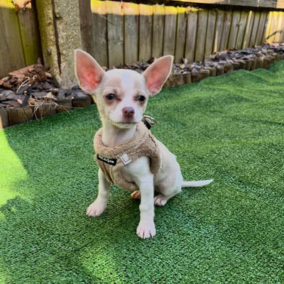 Step In Soft Touch Suede Faux Fur Lined Puppy and Small Dog Harness Caramel