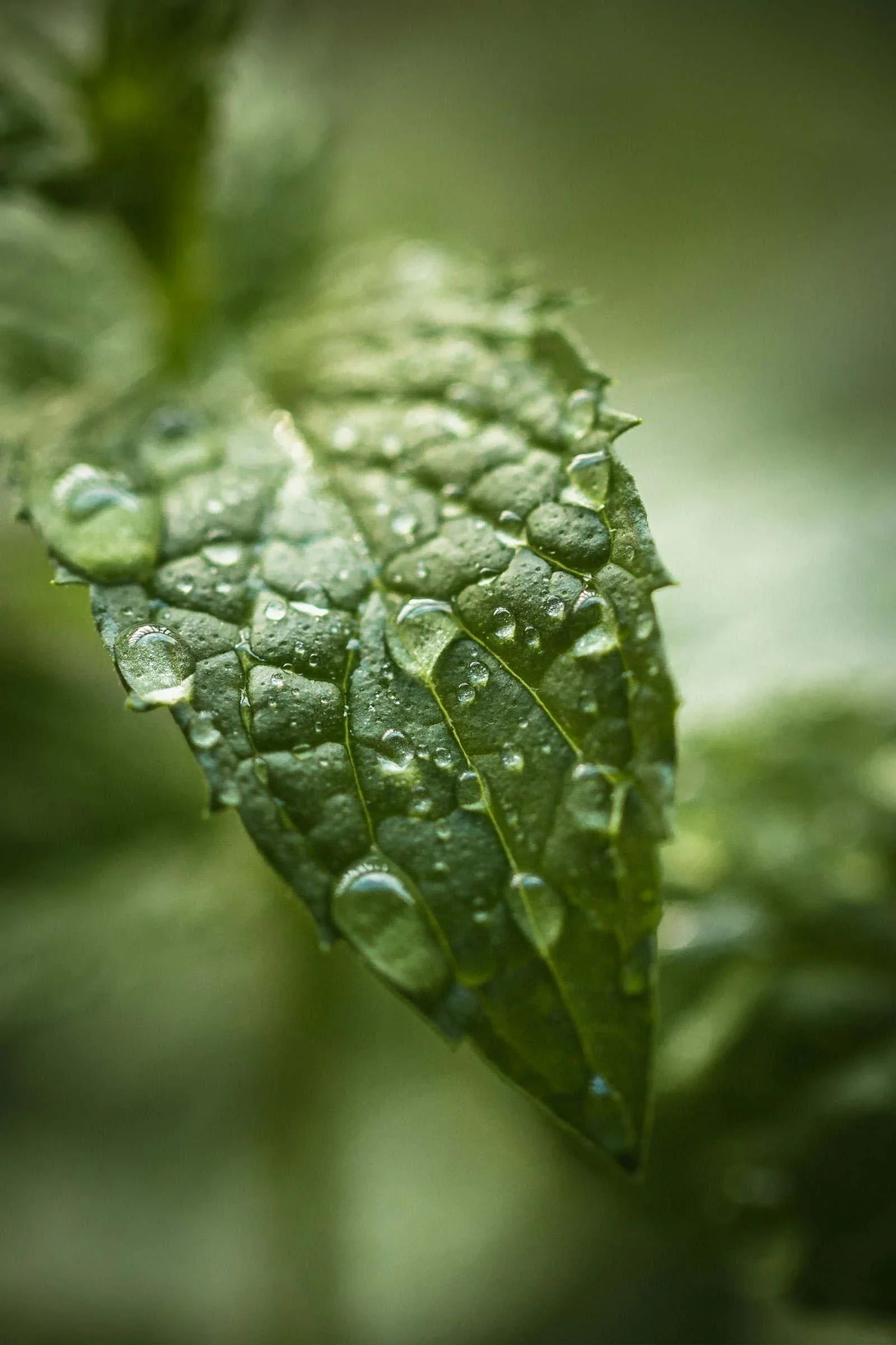 Live Calm Essential Oil Set