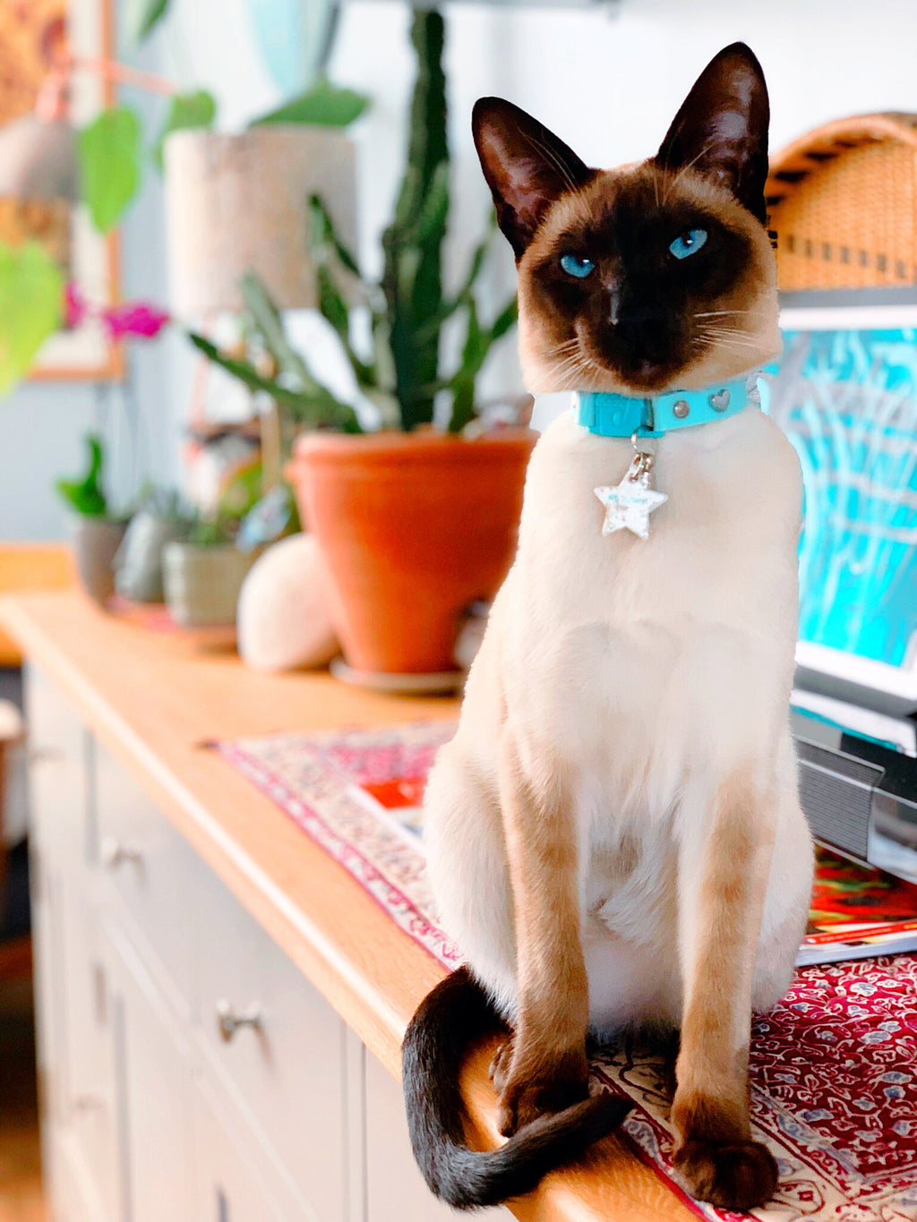 KITTYRAMA KITTEN AQUA COLLAR - Soft, Lightweight, Quick Release Breakaway