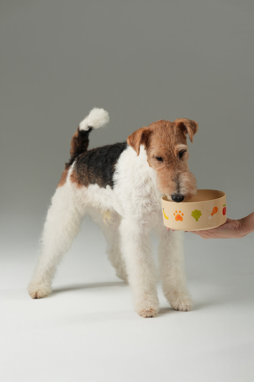 Nomnom Pet Feeding Bowl