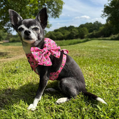Signature Pink Chihuahua Print Small Dog Harness