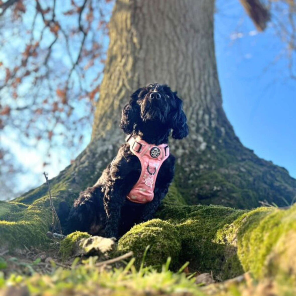 Rugged Rover™ Harness - Peachy Hearts