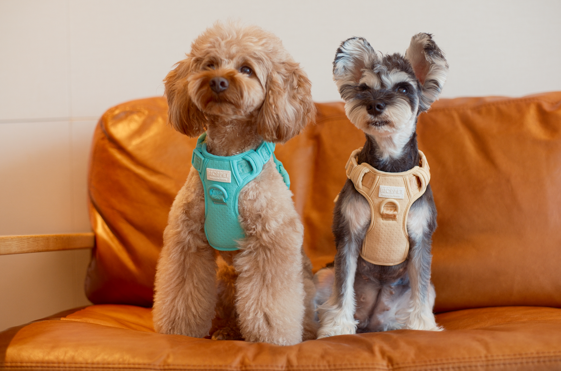 No Pull Active Pet Harness in Mint Green
