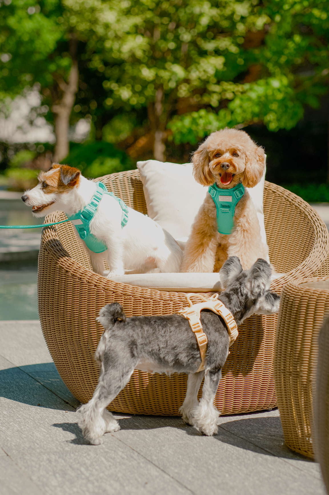 No Pull Active Pet Harness in Mint Green