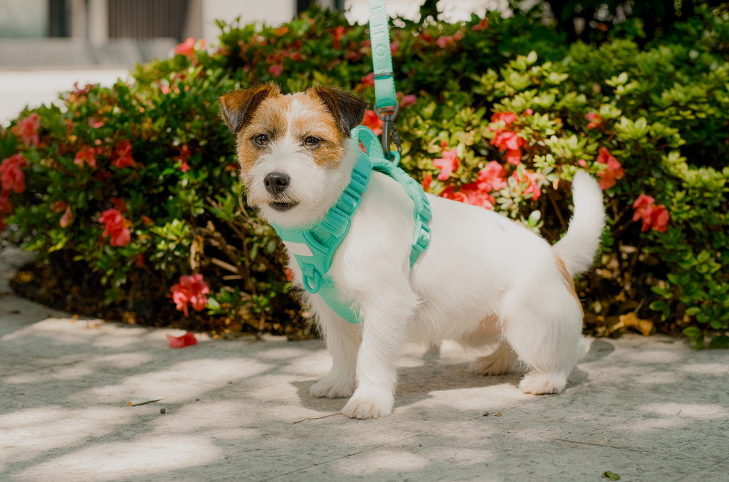 No Pull Active Pet Harness in Mint Green