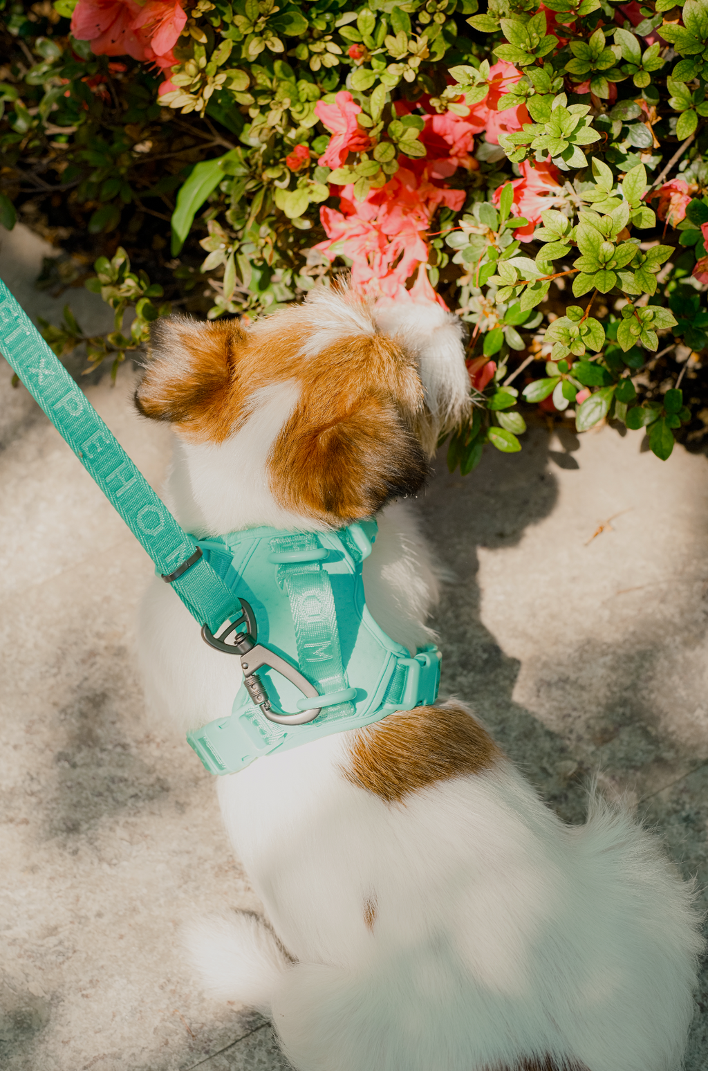 No Pull Active Pet Harness in Mint Green