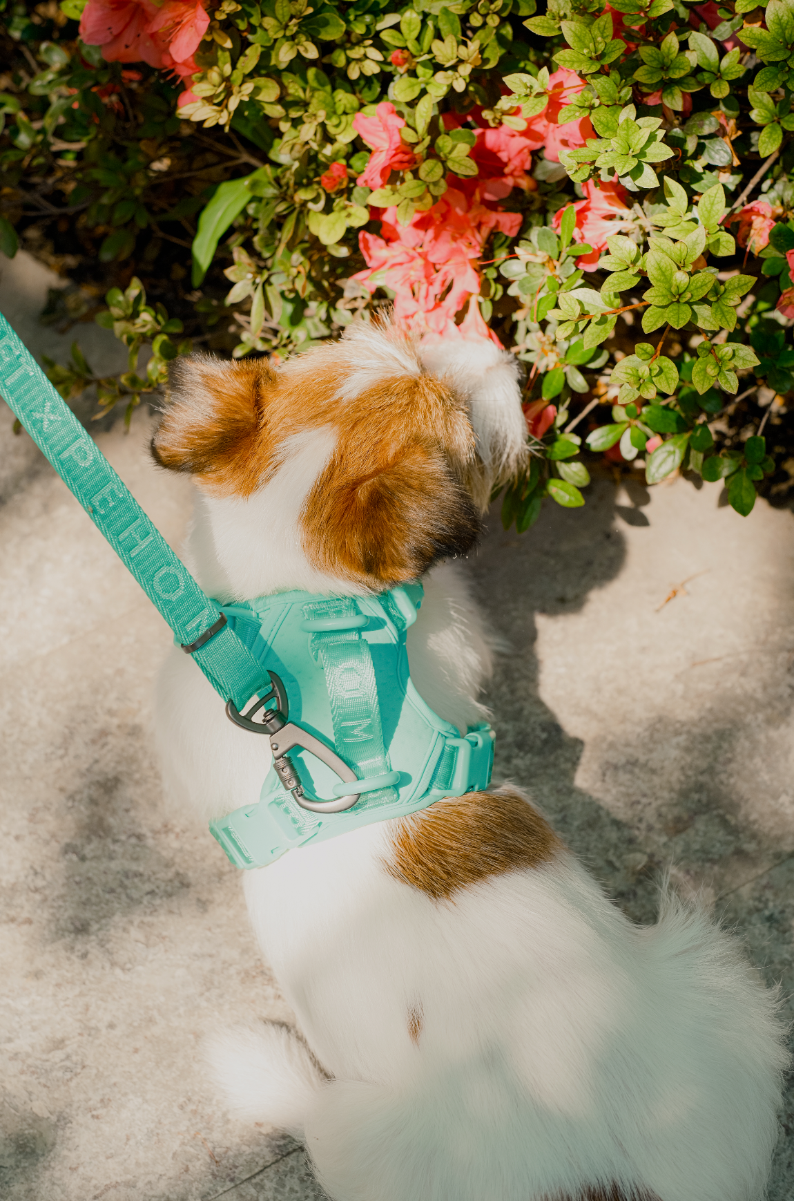 No Pull Active Pet Harness in Mint Green