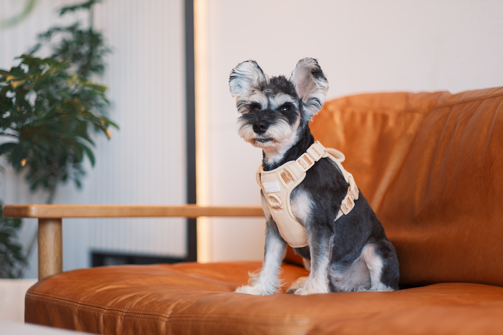 No Pull Active Pet Harness in Apricot
