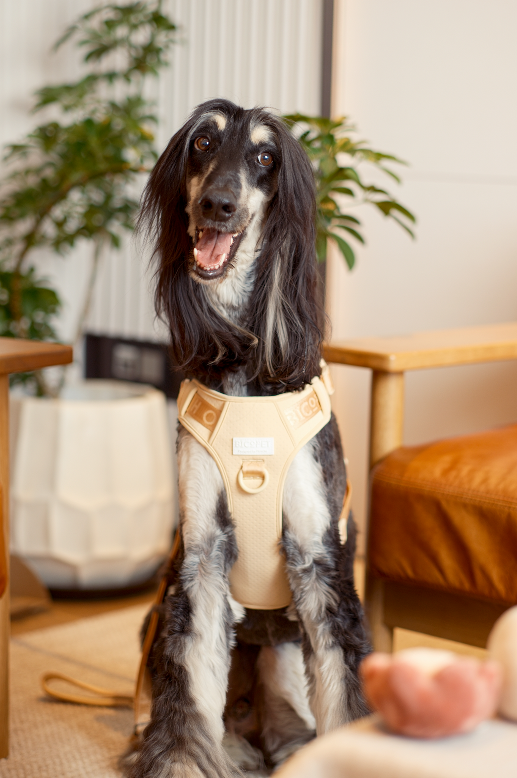 No Pull Active Pet Harness in Apricot