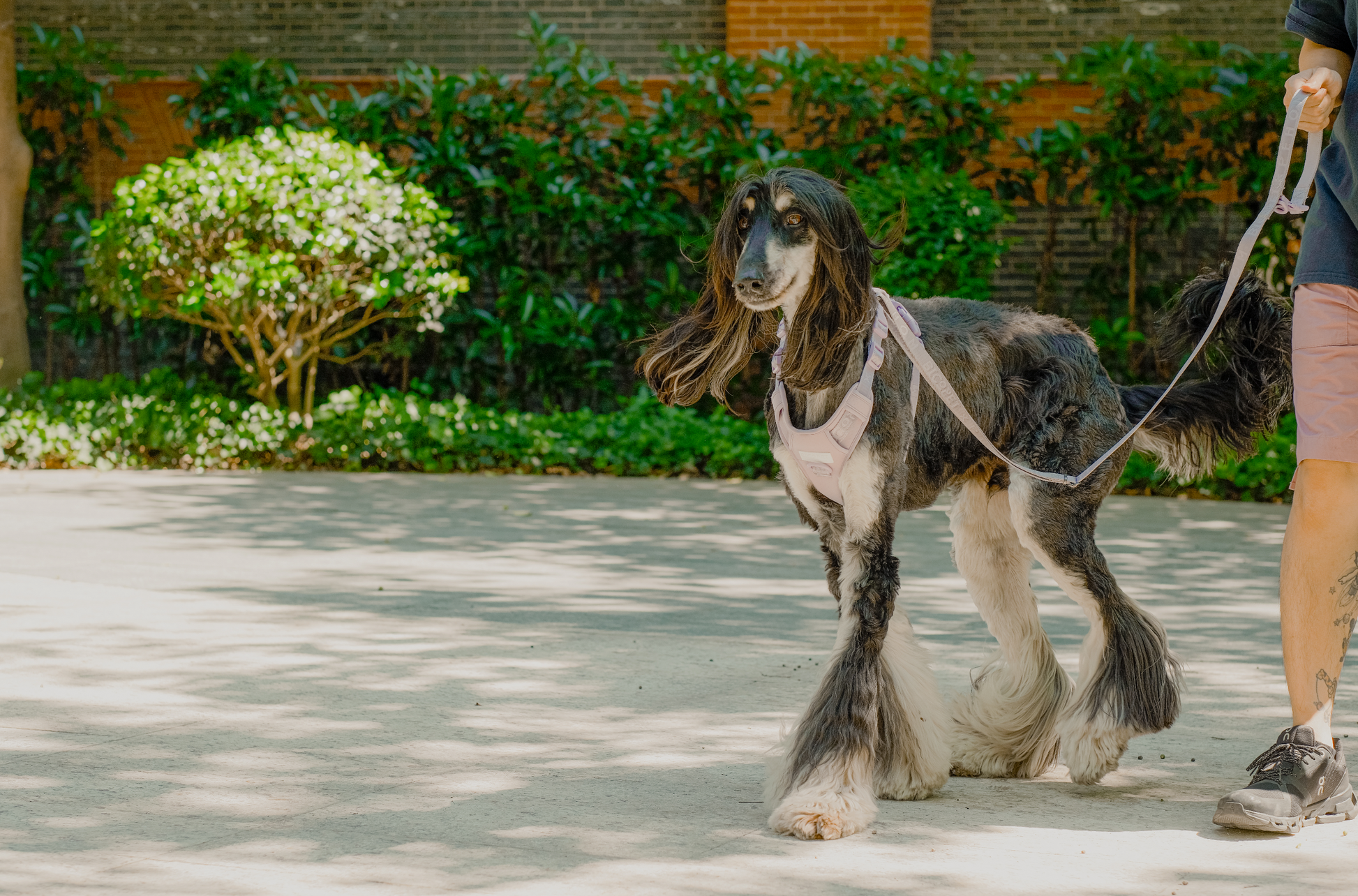 Padded Active Pet Leash in Mint Purple