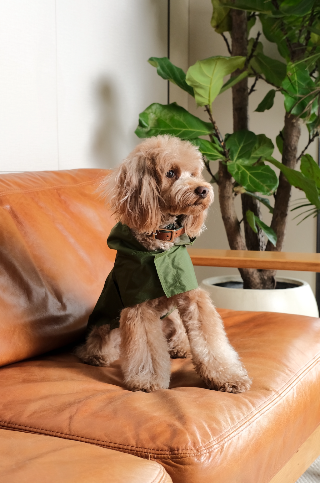 Capsule Raincoat in Green