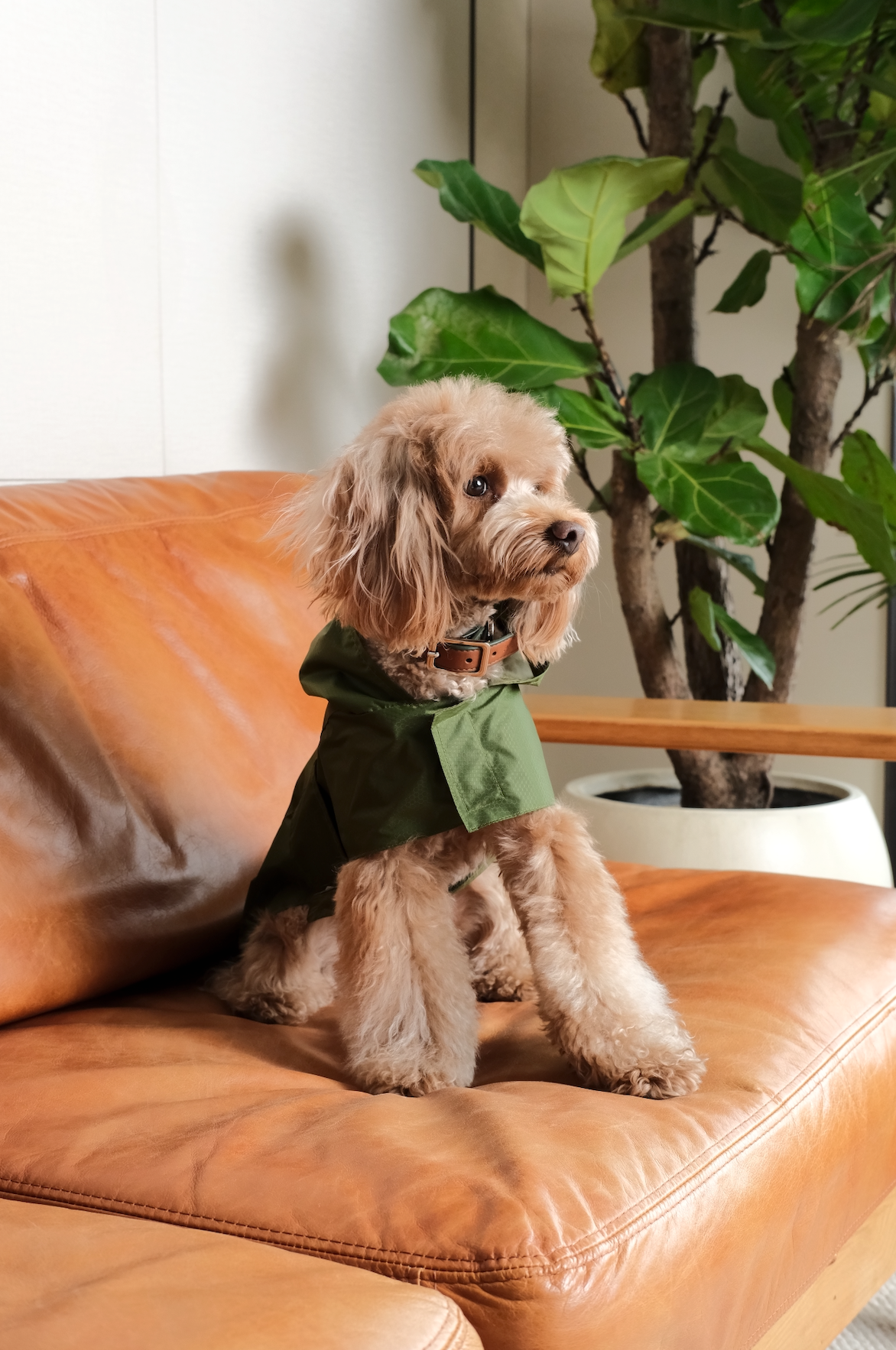 Capsule Raincoat in Green