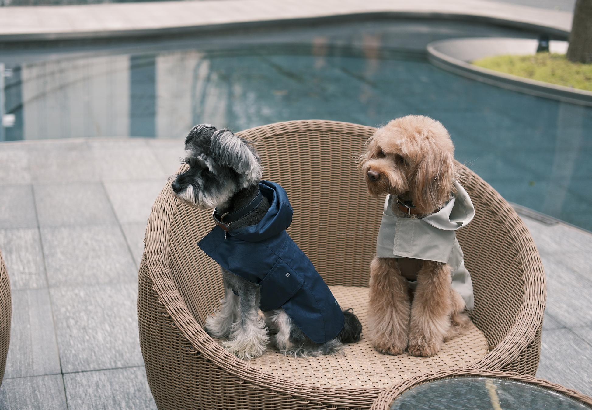 Capsule Raincoat in Blue for Dogs and Cats