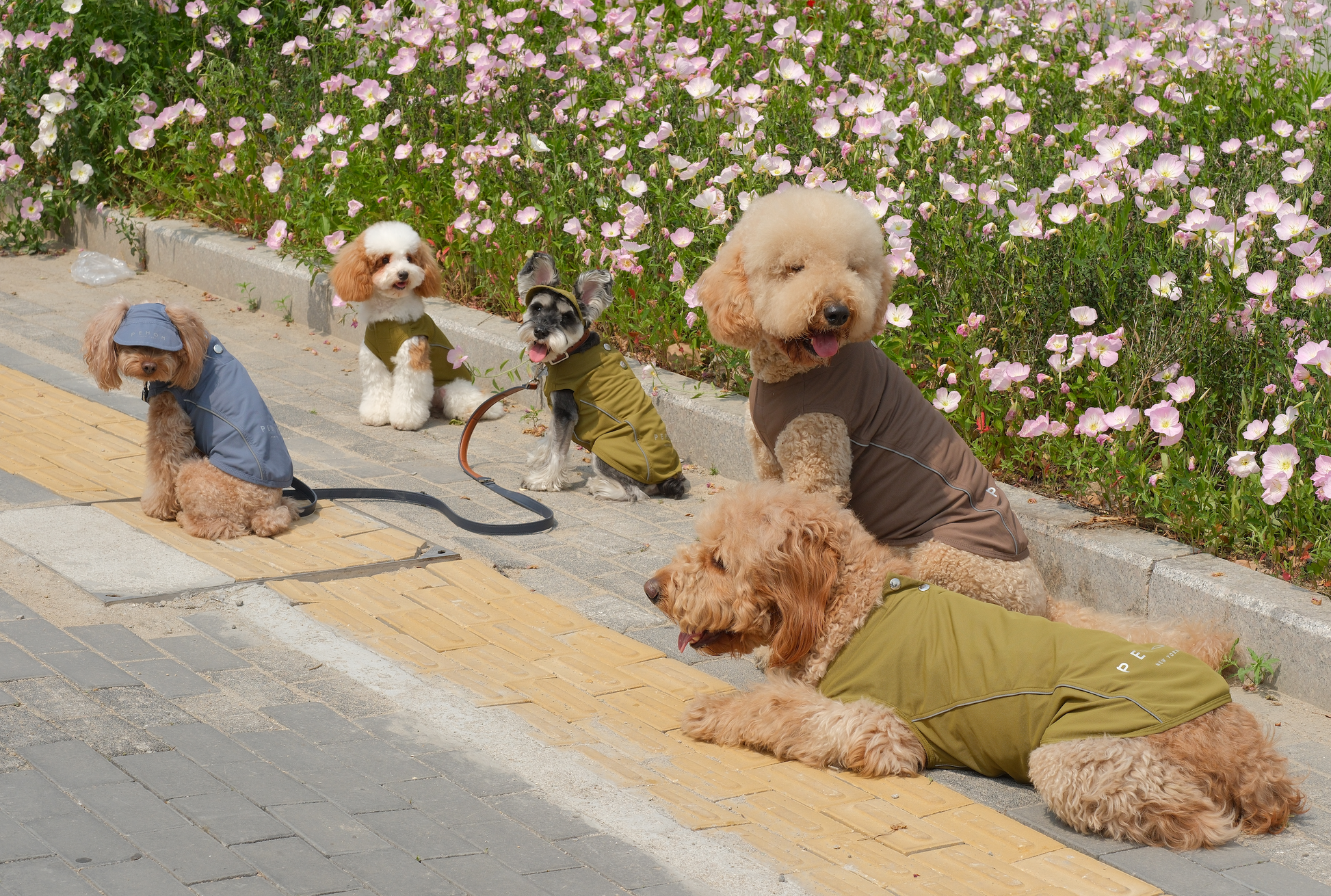 Chill Vest Shirt in Mocha for Dogs and Cats