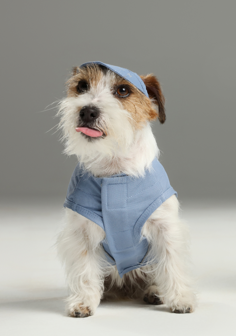 Chill Vest Shirt in Blue for Dogs and Cats