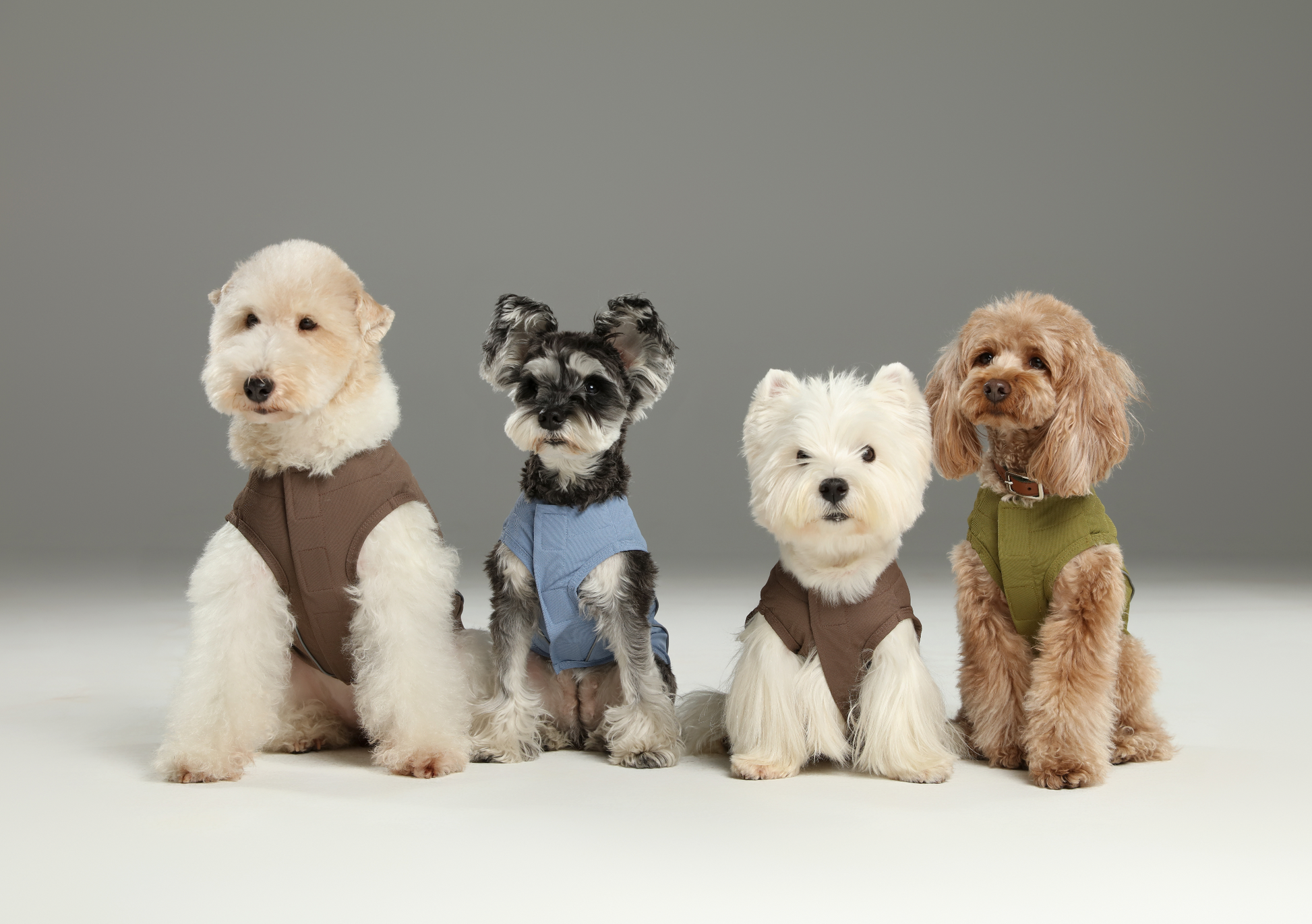 Chill Vest Shirt in Blue for Dogs and Cats