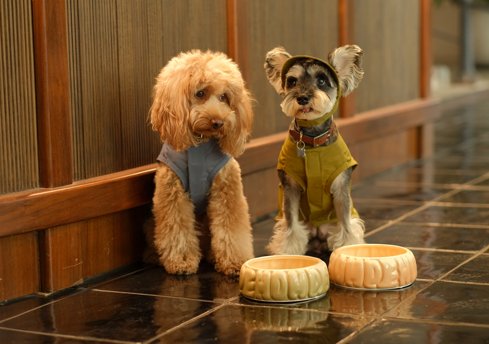 Mocha Tennis Hat for Pets