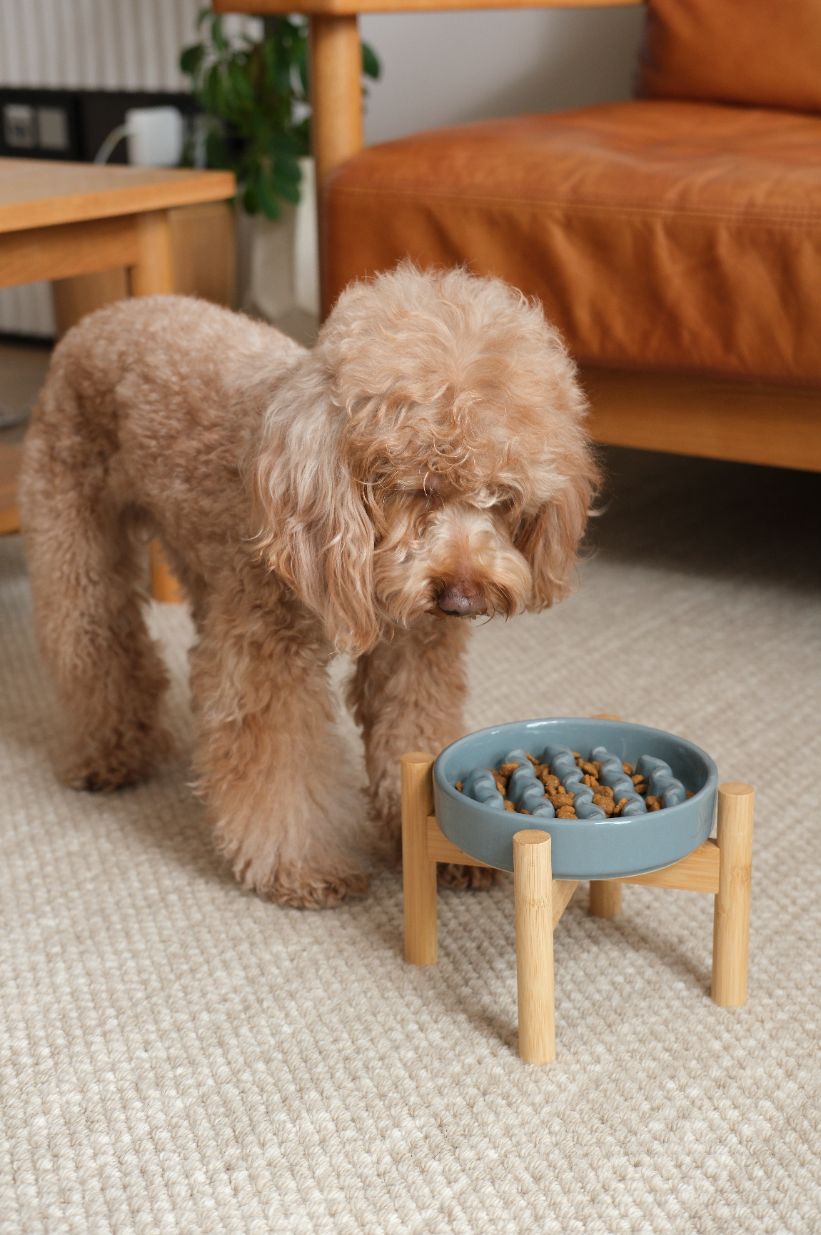 Macaroni Slow Feeder Dog Bowl with Non Slip Base