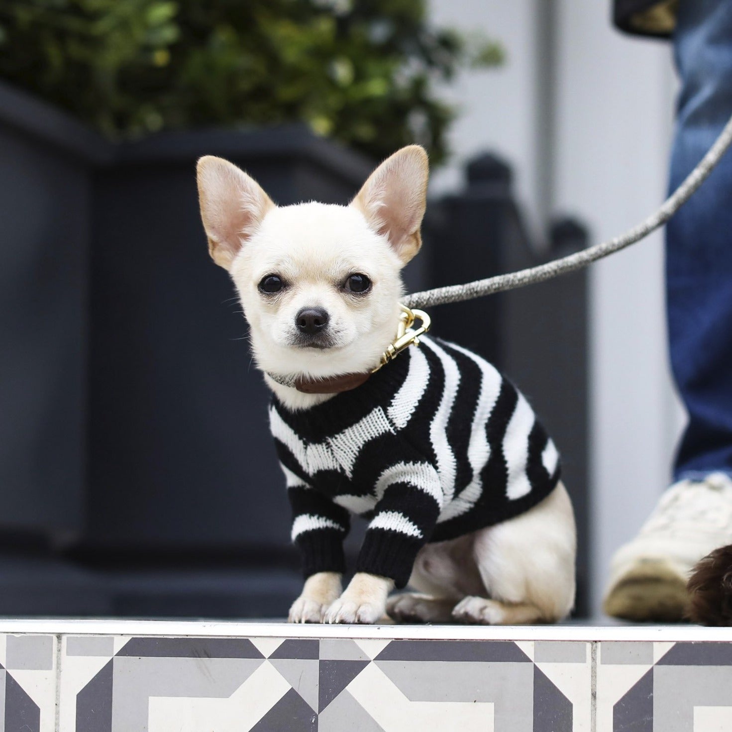 Zig Zag Jumper in Red and Black
