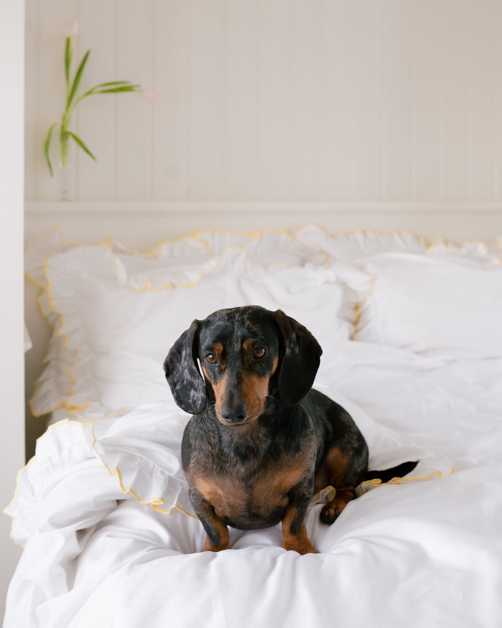 Provence Butter- Pillow Case Pair