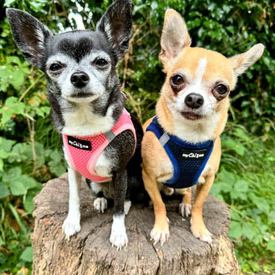 Step In Air Mesh Harness for Puppies and Small Dogs Navy