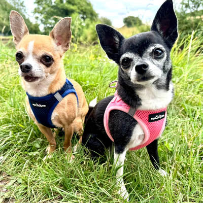 Step In Air Mesh Harness for Puppies and Small Dogs Navy