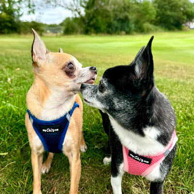Step In Air Mesh Harness for Puppies and Small Dogs Navy