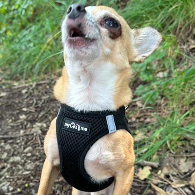 Step In Air Mesh Harness for Puppies and Small Dogs in Black