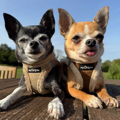 Step In Soft Touch Suede Faux Fur Lined Puppy and Small Dog Harness Caramel