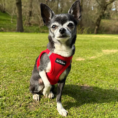 Step In Air Mesh Harness for Puppies and Small Dogs Red